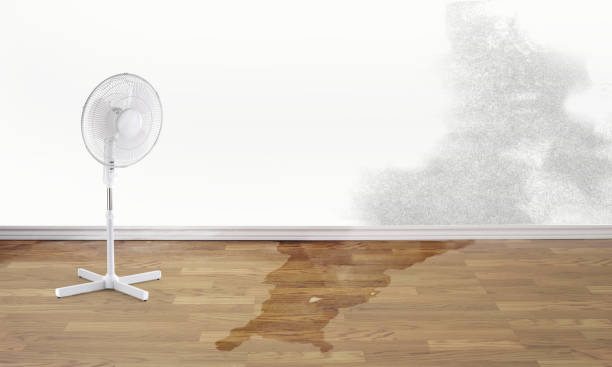 Best Professional water damage repair  in Upland, IN